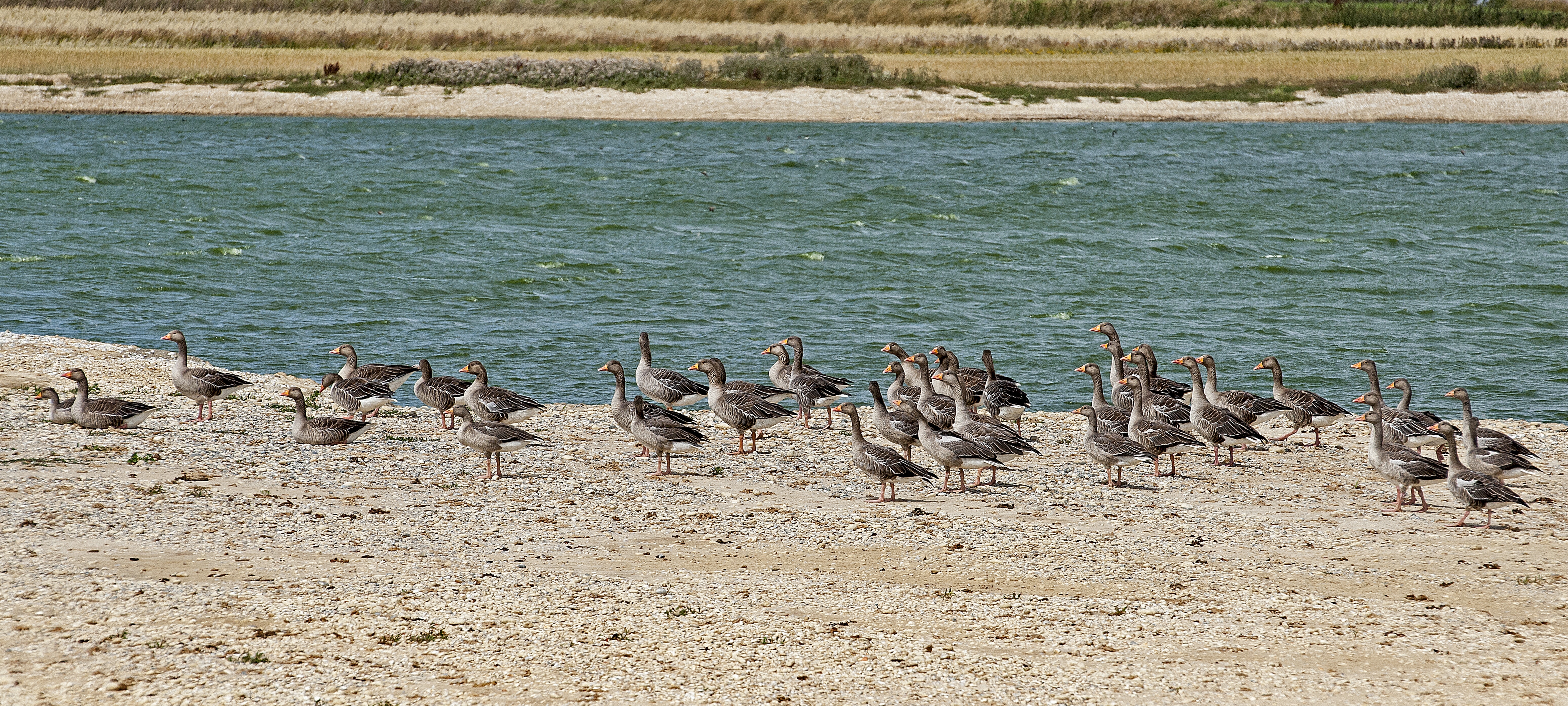 Lydd-14h_20191030-16195095.jpg