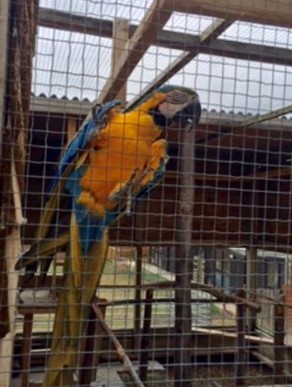 Brett 110 - A Helping Hand For Rescue Centre - 2.jpg