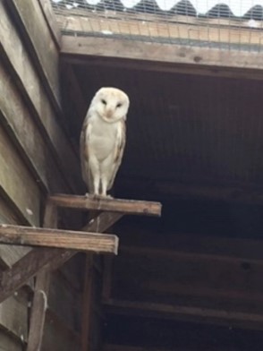 Brett 110 - A Helping Hand For Rescue Centre - 3.jpg