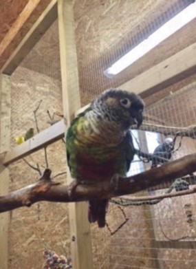 Brett 110 - A Helping Hand For Rescue Centre - 5.jpg