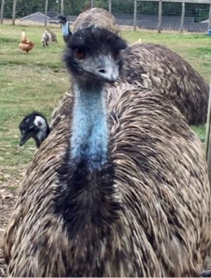 Brett 110 - A Helping Hand For Rescue Centre - 6.jpg