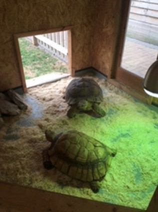 Brett 110 - A Helping Hand For Rescue Centre - 7.jpg