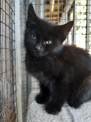 Brett 110 - Alresford Kitten and Feral Rescue Centre - 2.jpg