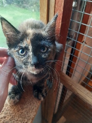 Brett 110 - Alresford Kitten and Feral Rescue Centre - 4.jpg