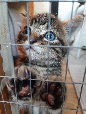 Brett 110 - Alresford Kitten and Feral Rescue Centre - 5.jpg
