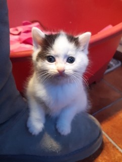 Brett 110 - Alresford Kitten and Feral Rescue Centre - 9.jpg