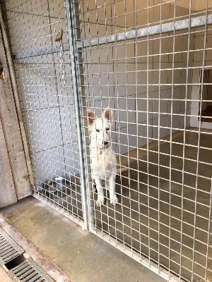 Brett 110 - Helping Out At The RSPCA - 3.jpg