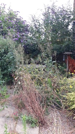 Brett 110 - Library Garden Restoration - 3.jpg