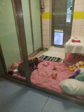 Brett 110 - Making Friends At The Dogs Trust, Canterbury - 2.jpg