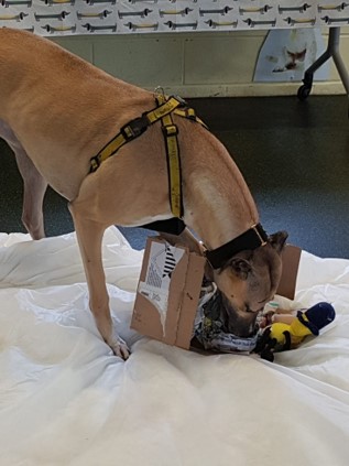 Brett 110 - Making Friends At The Dogs Trust, Canterbury - 3.jpg