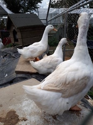 Brett 110 - Retreat Into Wonderland Animal Sanctuary - 5.jpg