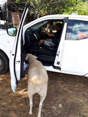 Brett 110 - Retreat Into Wonderland Animal Sanctuary - 6.jpg