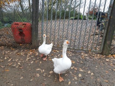 Brett 110 - Volunteering At The Swan Sanctuary - 1.jpg
