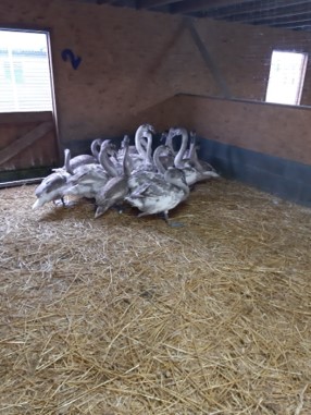 Brett 110 - Volunteering At The Swan Sanctuary - 3.jpg