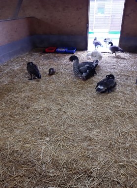 Brett 110 - Volunteering At The Swan Sanctuary - 4.jpg