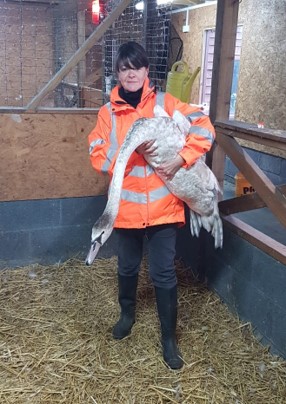 Brett 110 - Volunteering At The Swan Sanctuary - 5.jpg