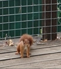 Brett 110 - Volunteering At Wildwood - 2.jpg